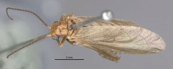 Media type: image;   Entomology 10841 Aspect: habitus dorsal view